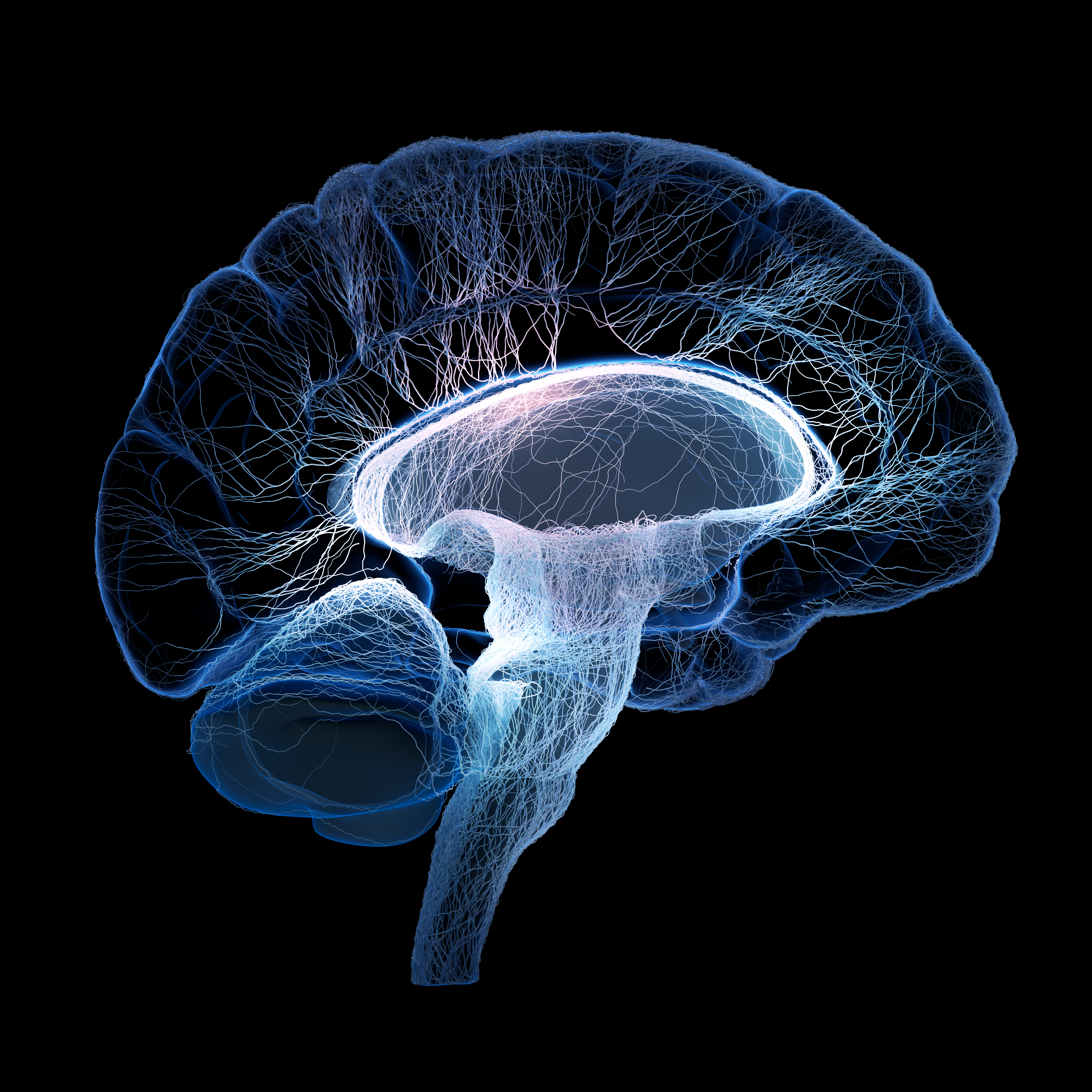 brain shutterstock  image