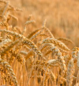 wheat_shutterstock_110555669.jpg