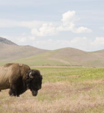 bison   large image