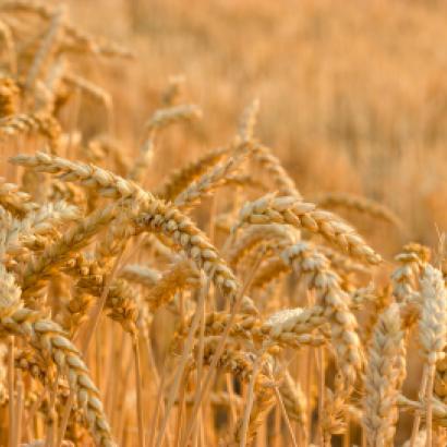 wheat_shutterstock_110555669.jpg