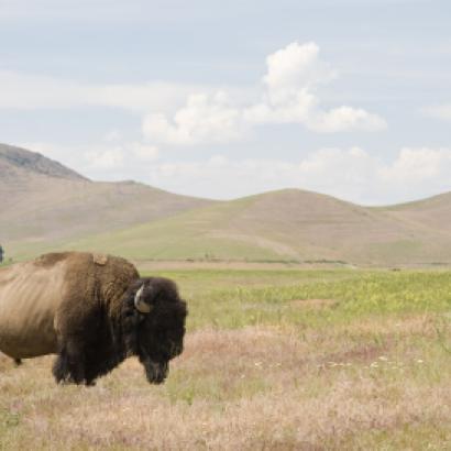 bison   large image