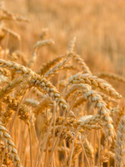 wheat_shutterstock_110555669.jpg