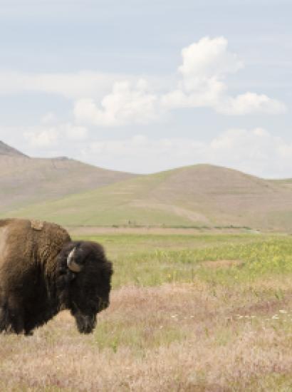 bison   large image