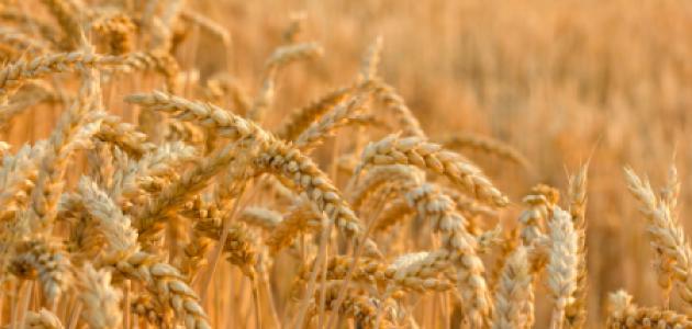 wheat_shutterstock_110555669.jpg