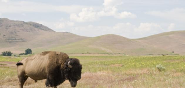 bison   large image