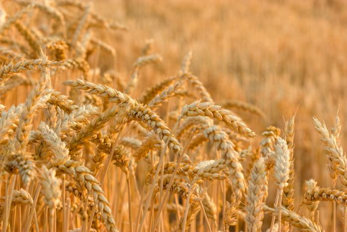 wheat_shutterstock_110555669.jpg