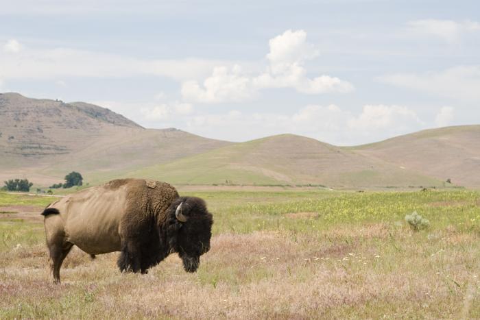 bison   large image