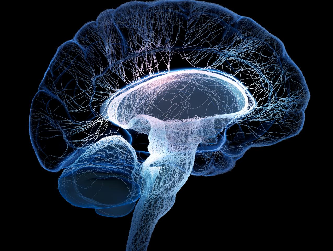 brain shutterstock  image