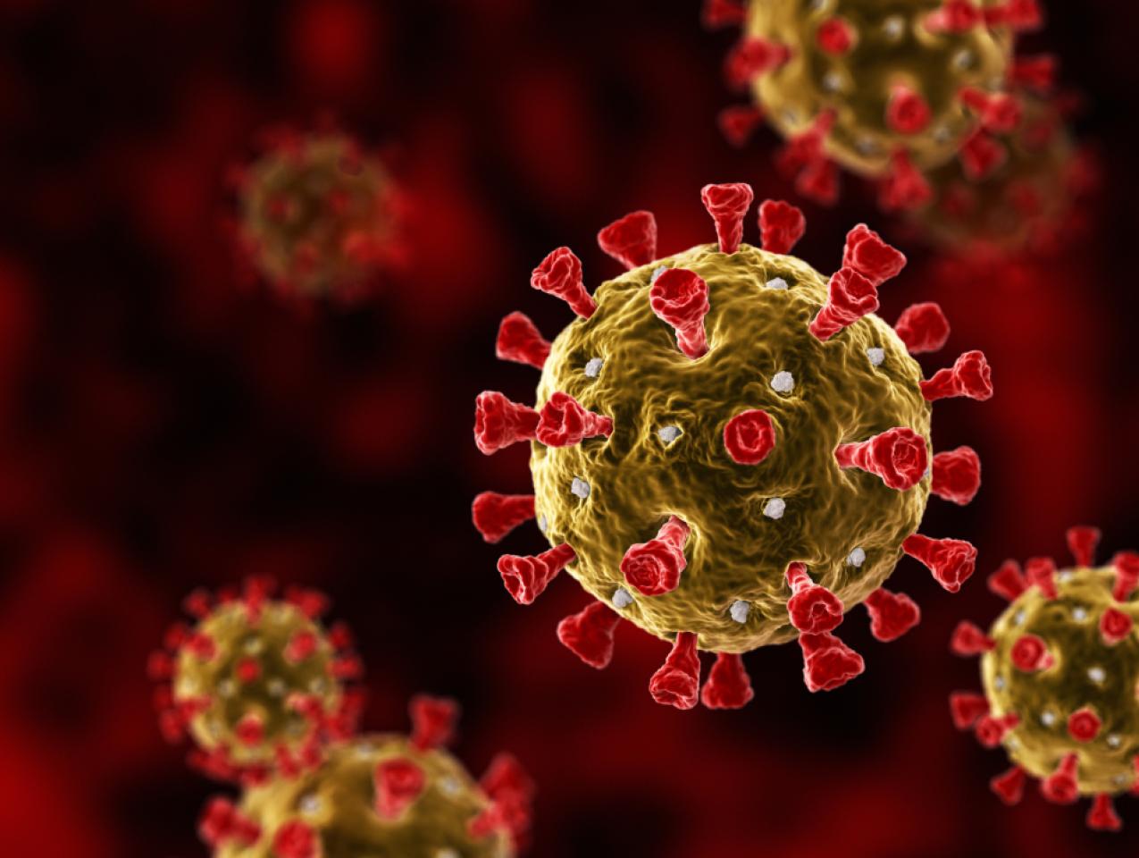 coronavirus   image