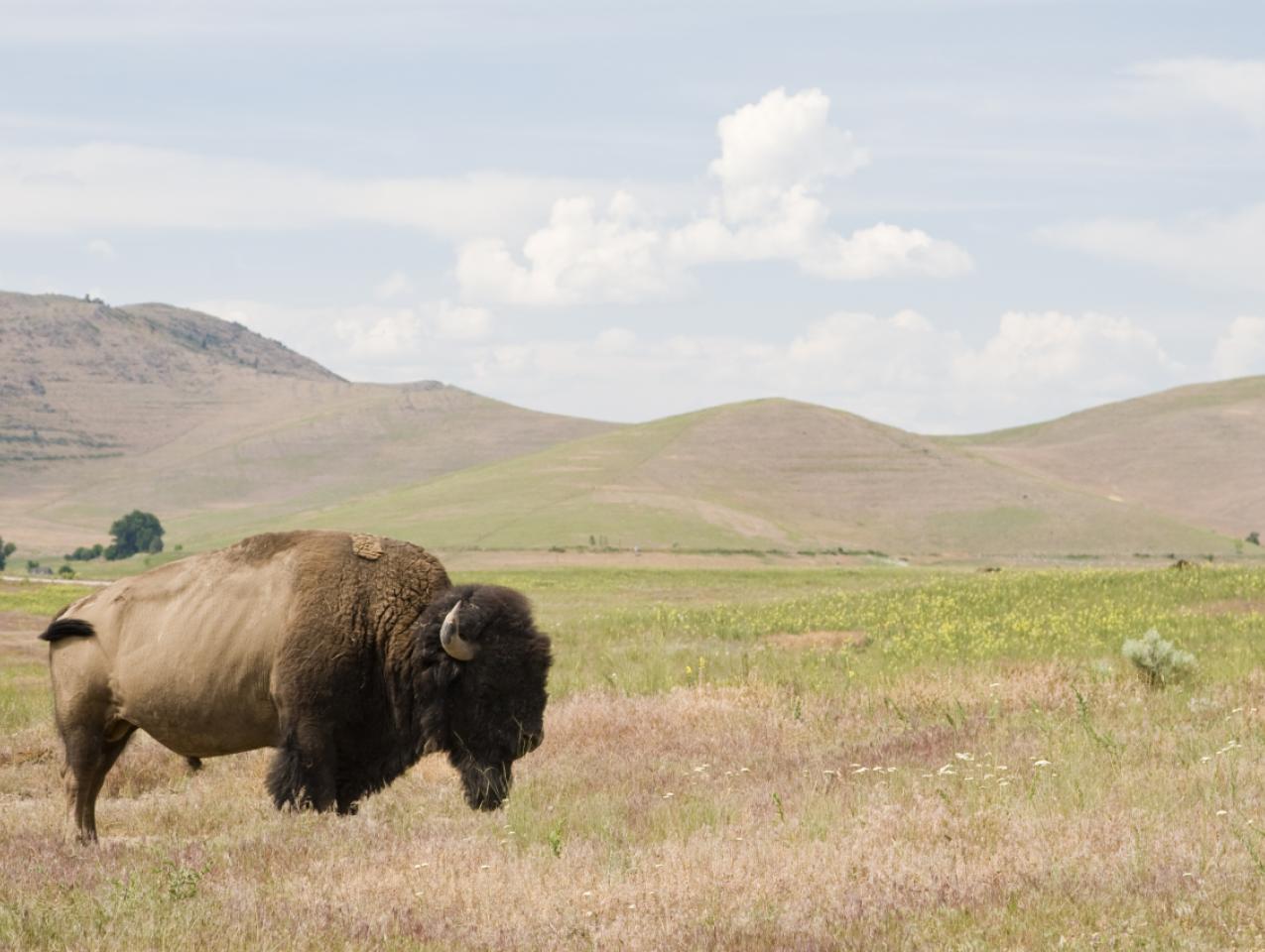 bison   large image