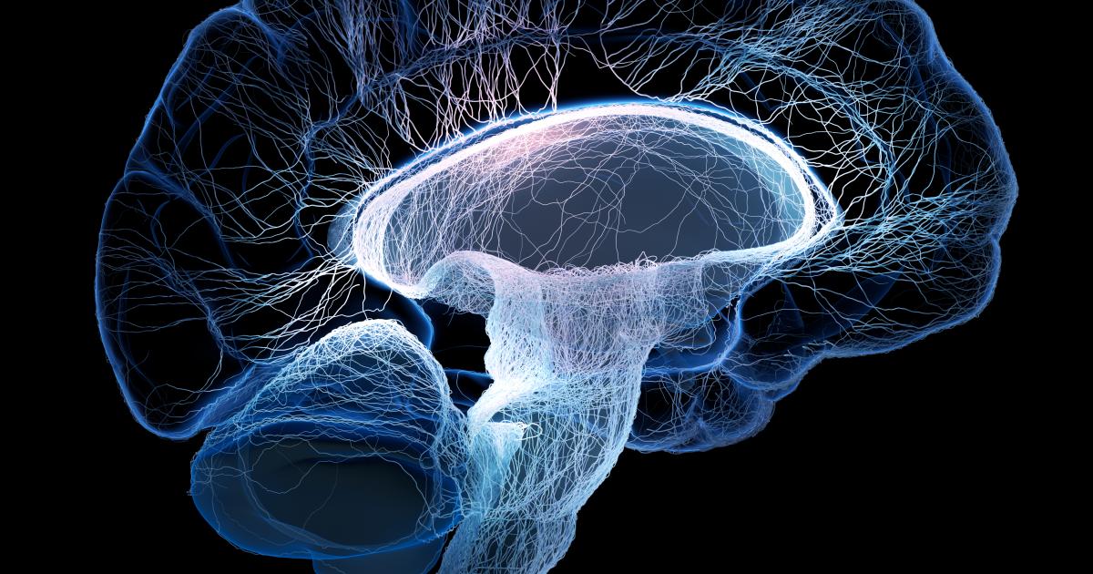 brain shutterstock  image