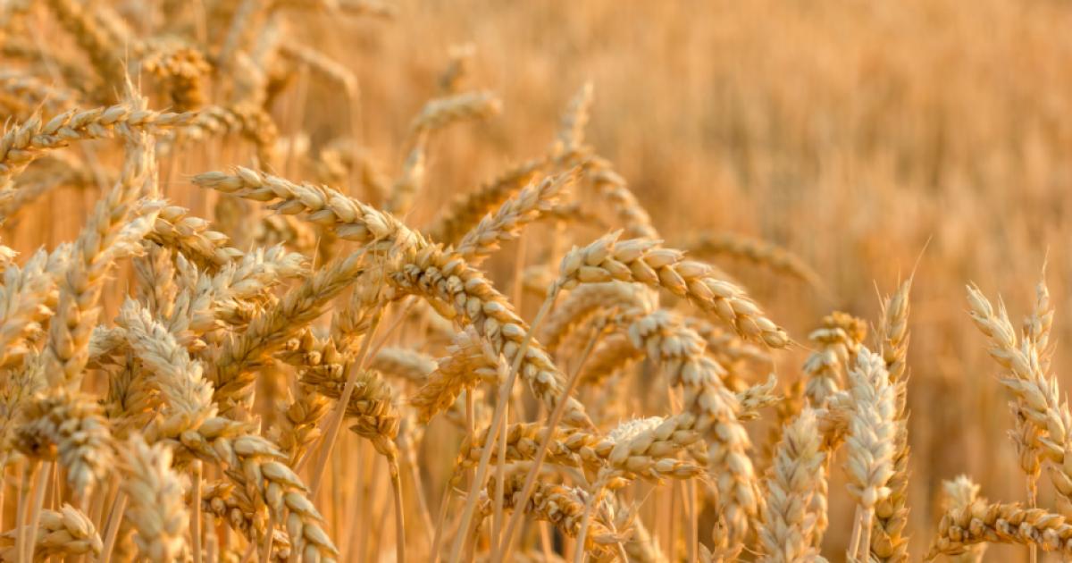 wheat_shutterstock_110555669.jpg