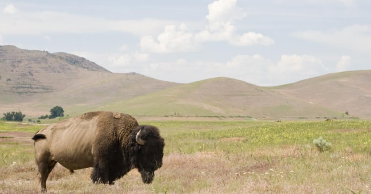 bison   large image